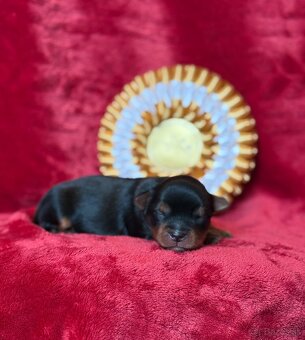 Yorkshire terrier, york - 5