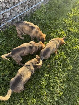 Predám šteniatka nemeckého ovčiaka - 5