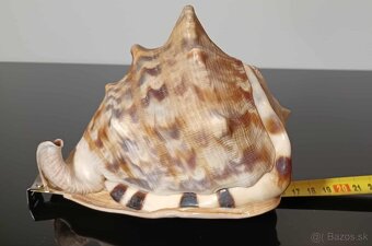 Krásna stará veľká mušľa - 5