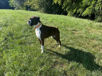 Nemecký boxer na krytie - 5