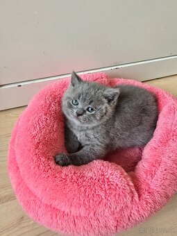 Škodské mačiatka - 5