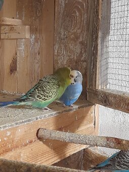 Andulky mladata 2025 - 5