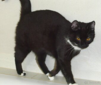 Čaká na dobrú rodinku - 5