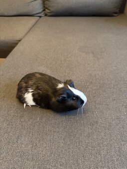 Morské prasiatka - 5