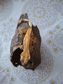 Pagekon Riasnaty - 5