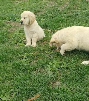 Zlatý retriever bez pp - 5