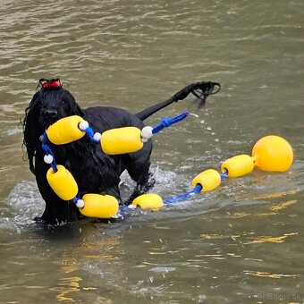 Portugalský vodný pes s PP - 5