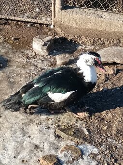 čínske kačice - 5