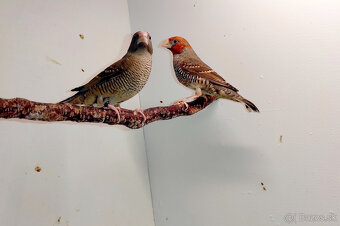 Amadina červenohlavá - 5