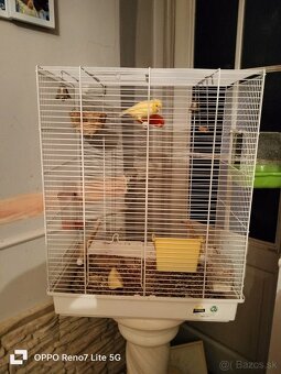 Predám kanáriky - 5