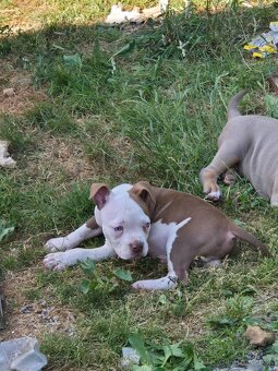 American bully kölykök - 5