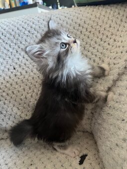 Mainská mývalia - Maine coon - 5