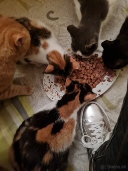 Vyhodené mačiatka a mačky - 5