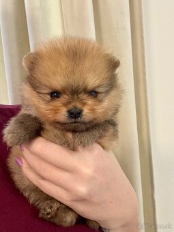 Pomeranian s PP - fenečka - 5