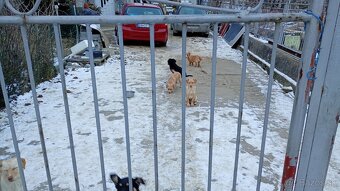 Darujem šteniatka - 5