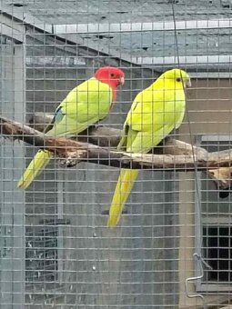 Papagáj Královský žltý predaj - 5