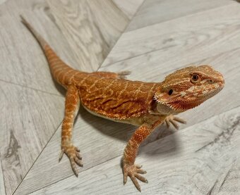Agama bradatá - 5