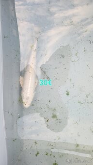 Predám Japonské koi kapre - 5