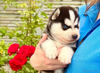 Modrooké šteňatá huskyho, medzinárodný rodokmeň FCI - 5
