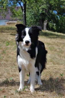 Border kólia s PP - 5