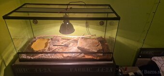 Python regius/ Krajta královská - 5