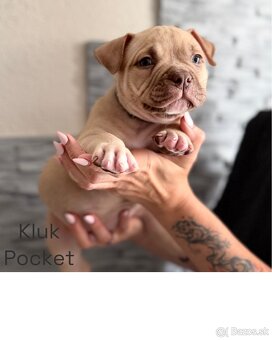 American Bully s PP - 5