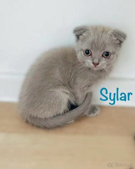 Scottish Fold / Straight - 5