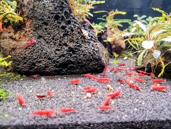 Predám krevetky Neocaridina Bloody Mary - 5