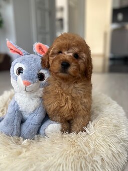 Miniature poodle, pudlik, pudel - 5