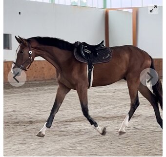 Predám 4 ročného valacha - 5