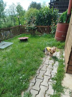 Prenajmem dlhodobo alebo alebo predám chatu so záhradou - 5