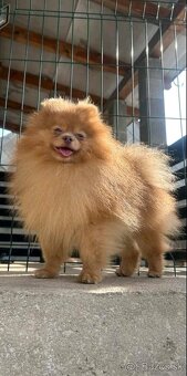 Pomeranian psik - 5