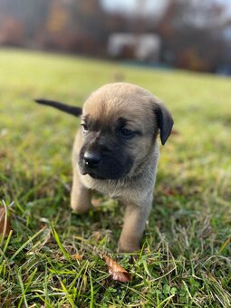 Hľadáme domov pre šteniatka ❤️ - 5