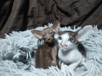 Orientálna kratkosrsta mačka OSH-Kubo - 5