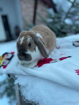 Zakrslý králík - 5