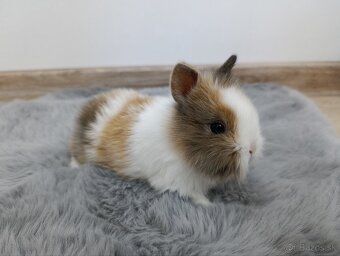 Zakrsly zajačik - 5