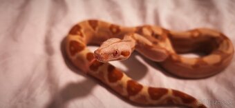 Velhad kralovsky sunglow - 5