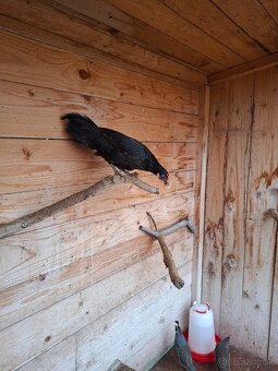 Fenixky,  sliepky - 5