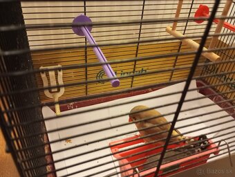 Predám párik zebričiek - 5