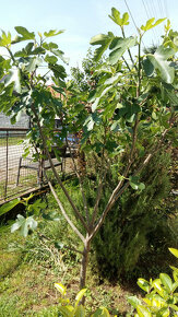 Figovník - Ficus Carica - 5