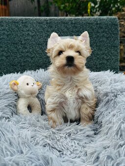 Golddust Yorkshire Terrier, Yorskshire s PP, Jork, Yorkshir - 5