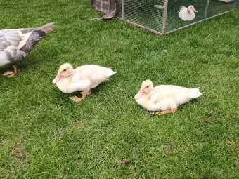 Predám čínske kačičky - 5