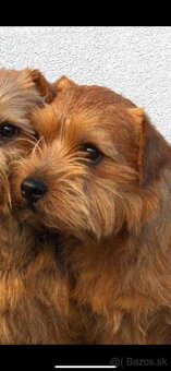Norfolk terrier psik cierna s trieslovou : Oliver 6 tyzdnov - 5