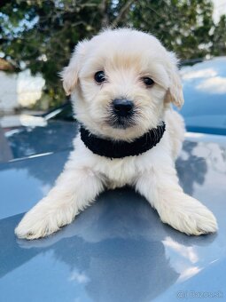 Maltipoo - 5
