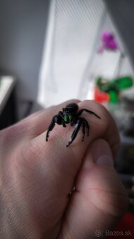Phidippus regius „Everglades“ (Skákavka kráľovská) - 5
