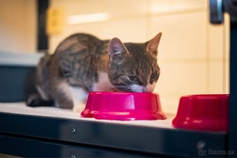 Meow Hotel - Luxusný hotel pre mačky v Piešťanoch - 5