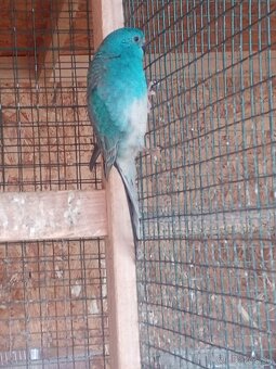 Papagaj spevavi. - 5