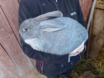 Králiky NOS a krížence - 5