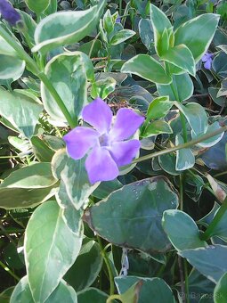 zimozelen panasovana - 5