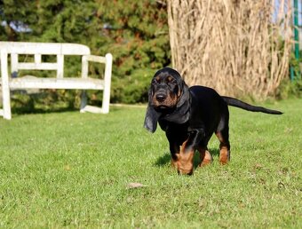 Americký mývalí pes- Black and Tan Coonhound - 5